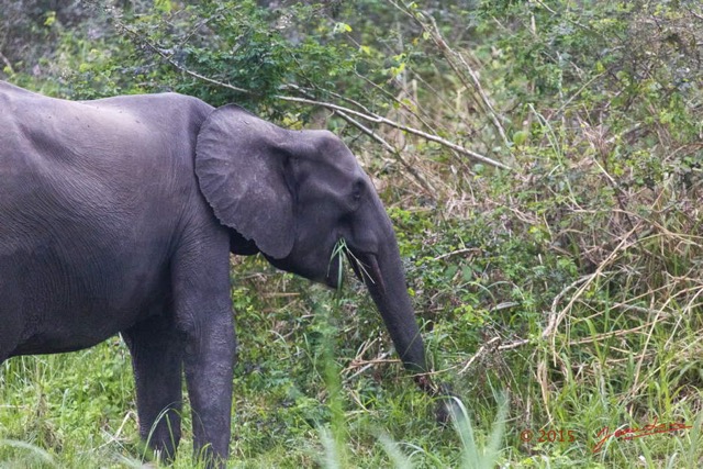 060 LOANGO 2 Akaka Riviere Rembo Ngove Nord Berge et Mammalia Proboscidea Elephant Loxodonta africana cyclotis 15E5K3IMG_106902wtmk.jpg